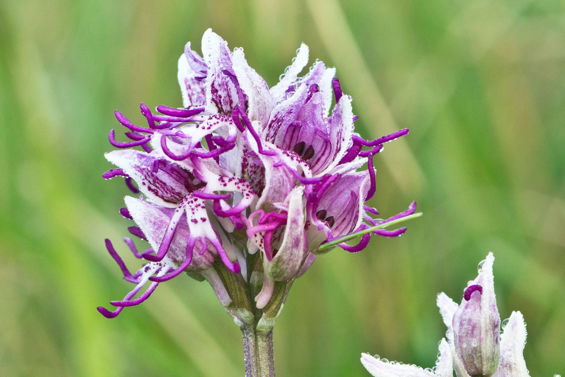 Orchis simia